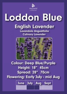 Loddon Blue English Lavender Plants in 2 Litre Pot